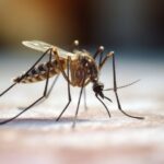 West Nile in Italia: virus presente in 16 regioni